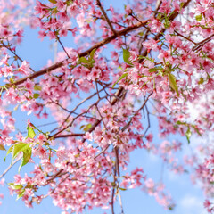 pink cherry blossom