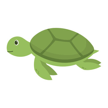 turtle vector illustration 