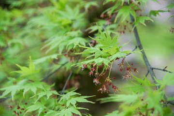 もみじの花