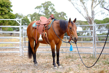 Fototapeta premium Quarter horse