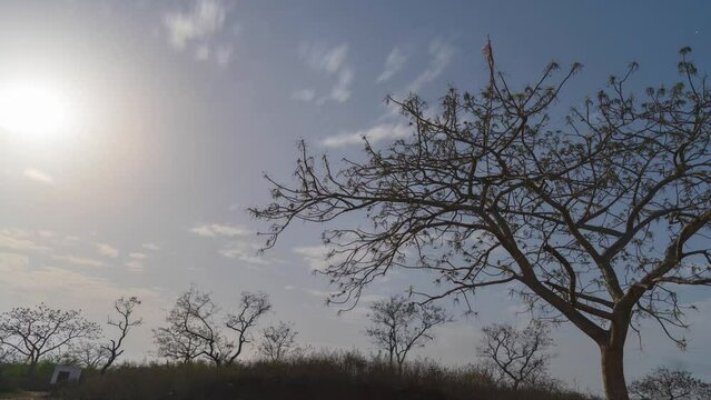 Night Time lapse of a Moonlight Cloudy sky in forest of Gwalior Madhya Pradesh