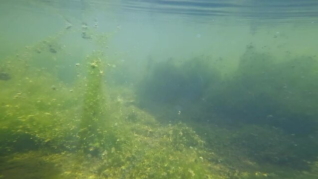 Underwater shot of aquatic plants and moss in a River stream