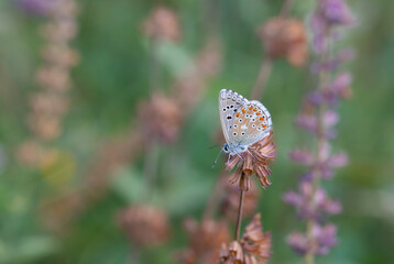 big blue butterfly and green background, Adonis Blue, Polyommatus bellargus