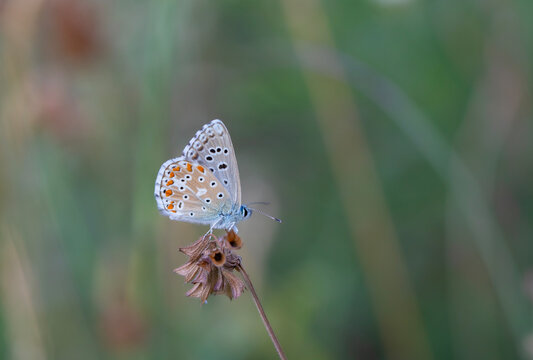 big blue butterfly and green background, Adonis Blue, Polyommatus bellargus