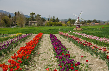 Panoramic view of beautiful countryside with field of tulips and windmill in Spoleto Italy