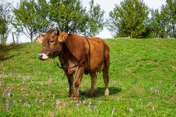Milk cow grazing on green farm pasture