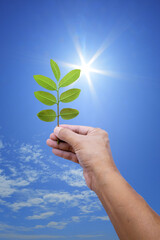 hand holding a plant or twig with leaves with beautiful blue sky and sun