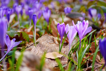 purple crocus blooming among the grass. spring has come concept