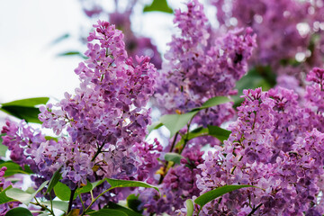 syringa vulgaris blossom in spring. floral nature background