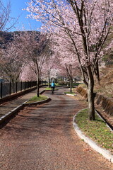 Obraz premium The cherry blossoms are in full bloom