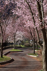 The cherry blossoms are in full bloom