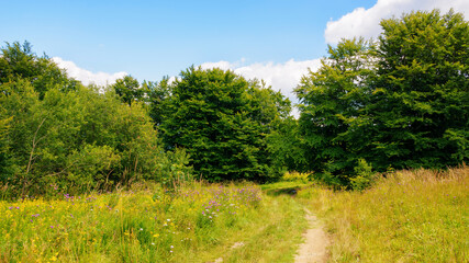Obraz premium country road through the grassy meadow with herbs. primeval carpathian beech forest in the distance. wonderful journey in to the wilderness. warm sunny day in summer