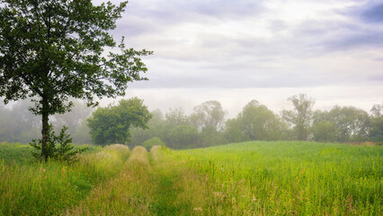 Fototapeta na wymiar foggy countryside scenery at sunrise. trees and grassy meadow im nornig mist. mysterious cloudy weather