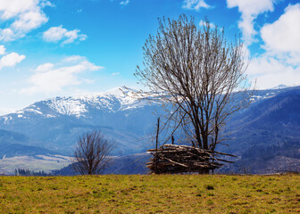 tree on the hill in early spring. rural landscape with snow capped mountains in the distance