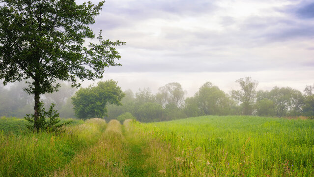 foggy countryside scenery at sunrise. trees and grassy meadow im nornig mist. mysterious cloudy weather