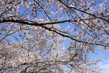 The cherry blossoms are in full bloom