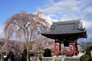 Obraz premium The cherry blossoms are in full bloom