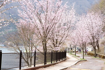 Cherry blossoms are fluttering in the breeze