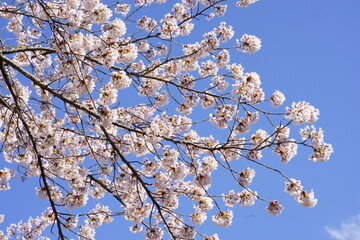 The cherry blossoms are in full bloom