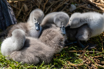 Cute fluffy cygnets hug each other to stay safe