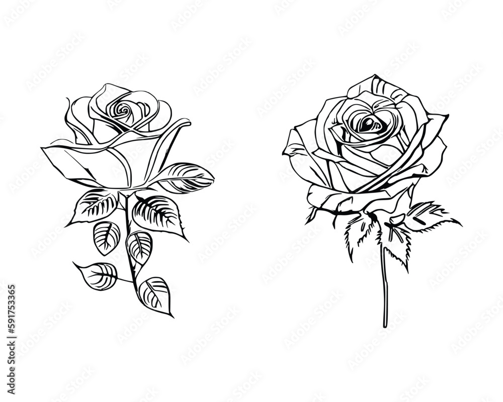 Wall mural Two Roses Coloring Book showcases stunning depictions of two individual roses.