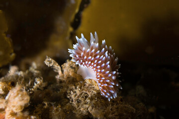 A small Cape silvertip nudibranch (Janolus capensis) on the reef underwater
