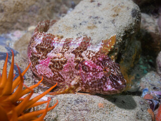 A Super Klipfish (Clinus superciliosus) on the ocean floor with a beautiful pink and brown pattern