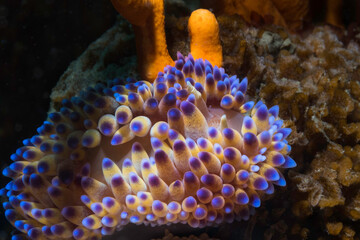 Gas flame nudibranch (Bonisa nakaza) closeup from above the sea slug of its cream body and cerata with blue-purple tips
 