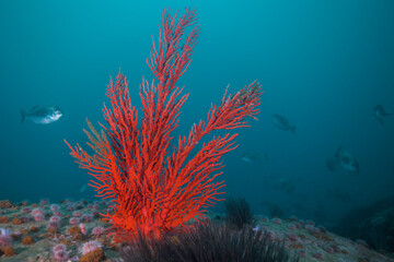 Fototapeta na wymiar Large bright red orange Palmate sea fan (Leptogoria palma) growing on the reef