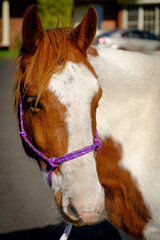 portrait of a horse