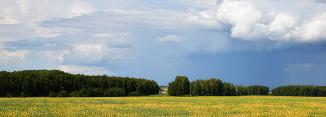 landscape field and forest with rain clouds in the sky