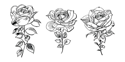 Three Roses Coloring Book showcases stunning depictions of three individual roses.