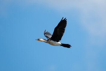 Cormorant in flight