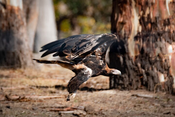 Wedgetail eagle 