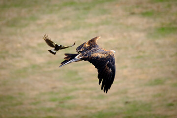 Wedgetail eagle in flight being chased by a magpie 