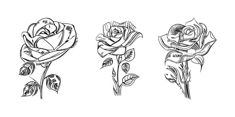 Three Roses Coloring Book showcases stunning depictions of three individual roses.