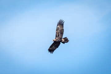 Wedgetail eagle in flight