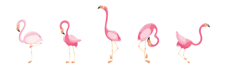 Pink Flamingo as Exotic Tropical Bird in Pose Vector Set