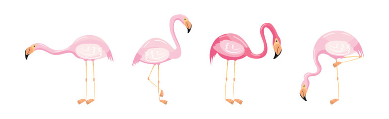 Pink Flamingo as Exotic Tropical Bird in Pose Vector Set