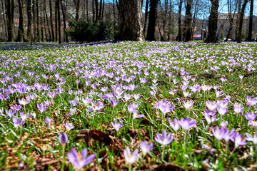 Lush spring meadow with purple crocus flowers in the public city park. Seasonal plants and herbs backgrounds