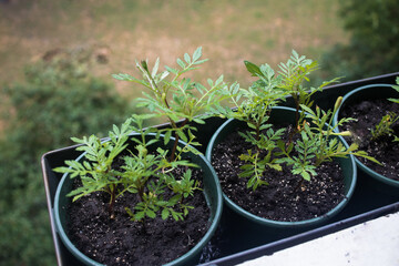 young seedlings of Chernobryvtsy flowers in pots on the balcony - 591758504
