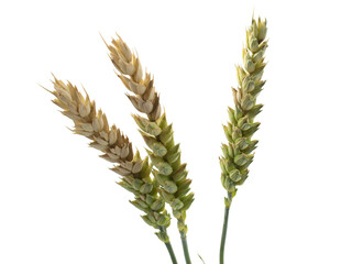 Spikelets of wheat isolated on white background. Problems with spikelet ripening, painful grains, poor harvest.