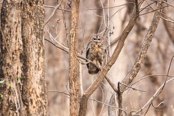 Mottled wood owl  sitting on the branch of  a tree with beautiful background . One of the most beautiful bird to watch.
