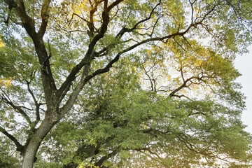 Landscape the big tree with nature background