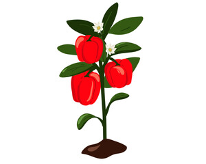 Bush of red sweet pepper. Pepper grows in the ground. Growing vegetables in a greenhouse. Vector illustration