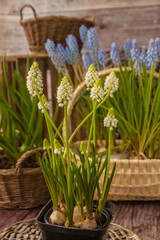 Blooming blue and white muscari on pot and basket.