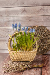 Blooming blue and white muscari in basket