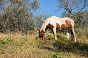 Portrait of an assateague horse grazing in a meadow of green grass. Typical horse of the Indians in western movies, brown and white.