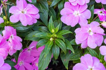 light pink new guinea impatiens or impatiens hawkeri flower in the garden, close-up taken straight from above
