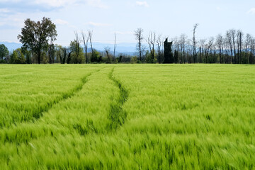 Po Valley landscape field cultivation nature natural agriculture farmhouse tree earth